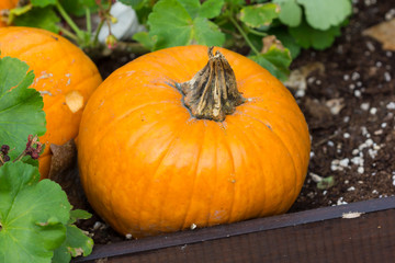 Orange pumpkins for Halloween Party