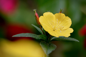Yellow flower