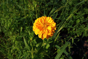 Yellow flower