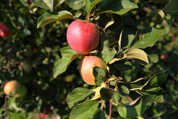 Mellow apple on the tree