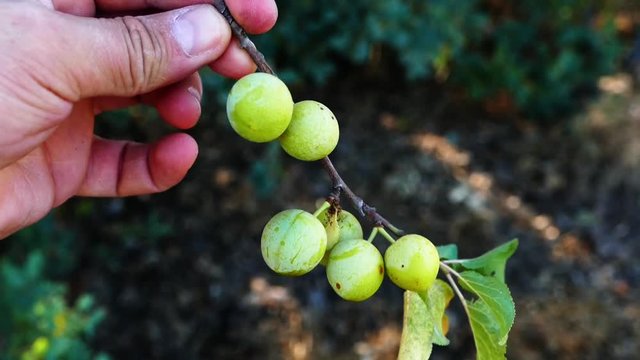 Prunus spinosa, Erik Jackal, medical mountain plum fruit,

