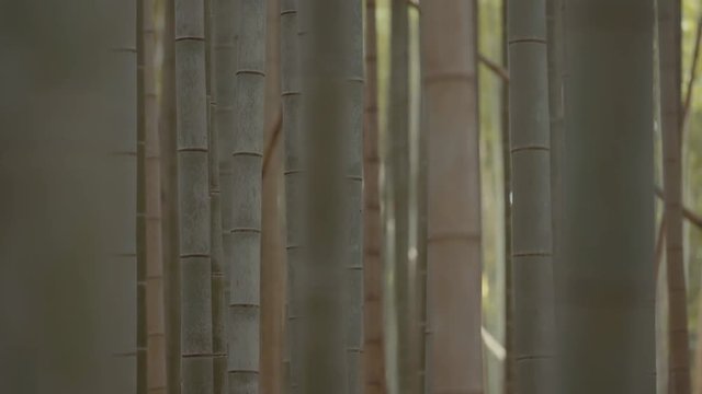 Arashiyama, bamboo forest in Kyoto. 25fps.