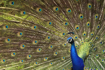 Fototapeta premium peacock close up with feathers out