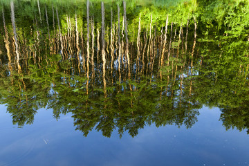 mirroring pine trees