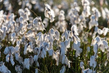 Cotton grass field on sunny day