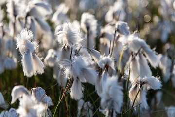Cotton grass field on sunny day