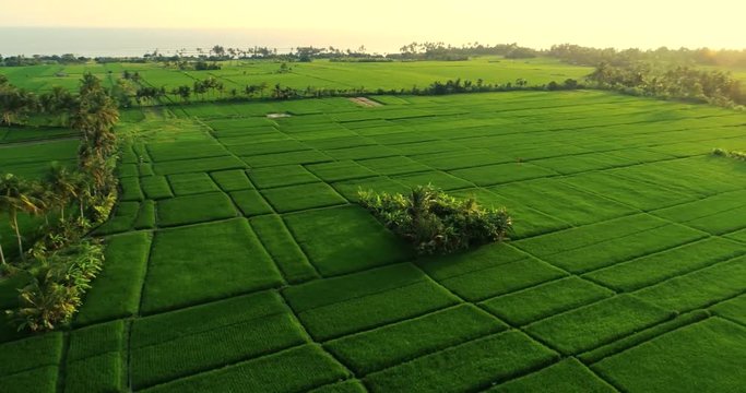 Sunset rice terrace at Bali
