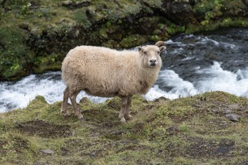 White Sheep standing by the river