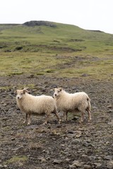 Twin Sheeps in natural green and rocky environment 