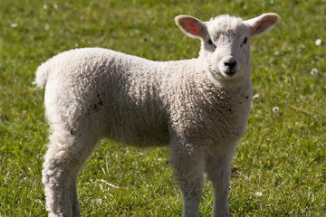 Naklejka na ściany i meble close up of a lamb on a sunny day