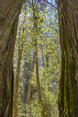 Trees near Mirror Lake in Yosemite