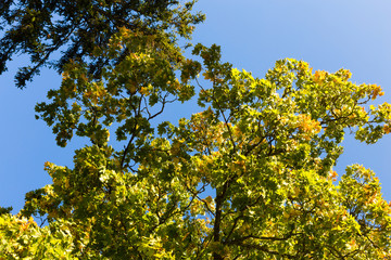 Yellow and green maple leaves in autumn season against a background of blue sky.