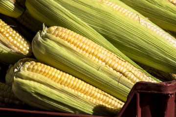 Ears of Sweet Corn in Brazil