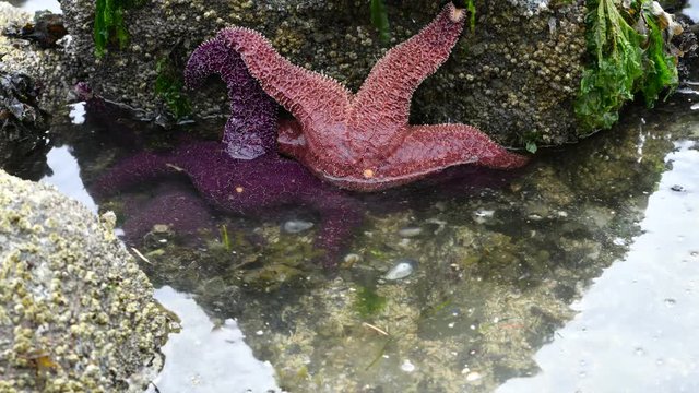 Timelaps video of sea stars (Pisaster ochraceus) are getting covered with water due to the rising high tide at Whytecliff park, British Columbia, Canada.