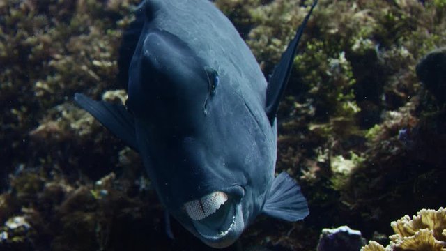 Portrait of a huge bumphead parrotfish (Green humphead parrotfish), close up from gthe fearful teeth,  slow motion, Wakatobi, Indonesia