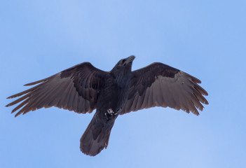 Crow Flying Blue Sky
