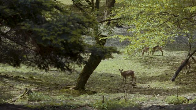 Deers in Nara, japan. 25fps.