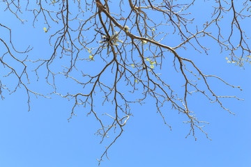 Dry twigs with deep blue sky background
