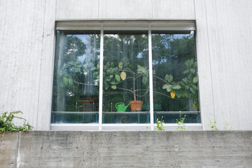 Zimmerpflanzen und Giesskanne im Fenster