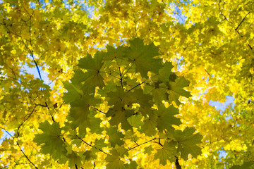 Yellow maple leaves in autumn season against a background of blue sky.