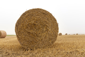 cylindrical bales of straw