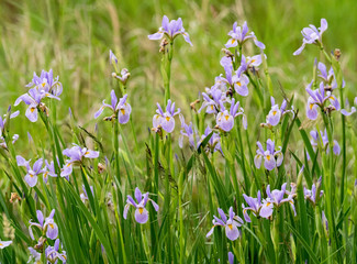 Obraz na płótnie Canvas Purple Wild Iris Flowers