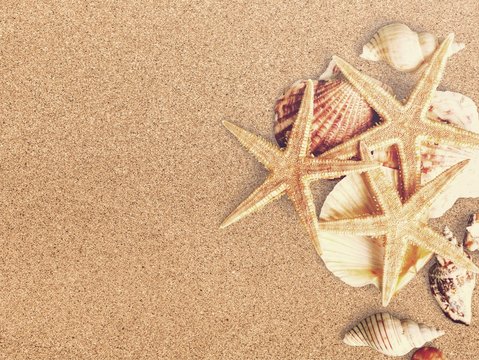 Sea shells on sandy beach with place for text