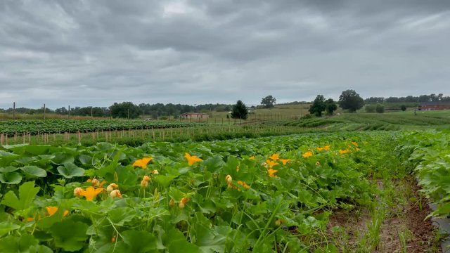 Pushing in time lapse on zucchini plants and flowers as clouds move by.