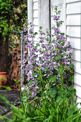 Fototapeta premium Flowers