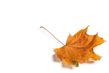 Autumn  leaf isolated on white background.
