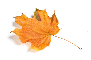 Autumn  leaf isolated on white background.
