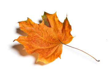 Autumn  leaf isolated on white background.
