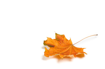 Autumn  leaf isolated on white background.
