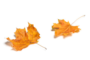 Autumn  leaves isolated on white background.
