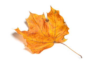 Autumn  leaf isolated on white background.
