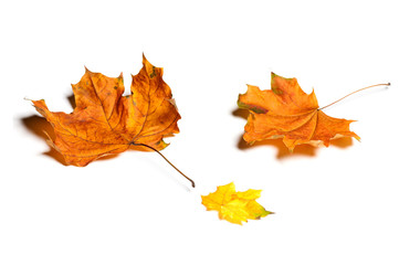 Autumn  leaves isolated on white background.