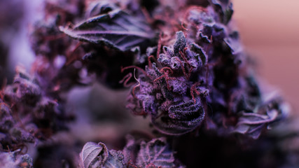 Psychoactive constituent of cannabis. Tetrahydrocannabinol THC