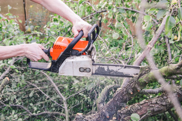 Obraz premium A man with a chainsaw sawing a tree fallen after a hurricane