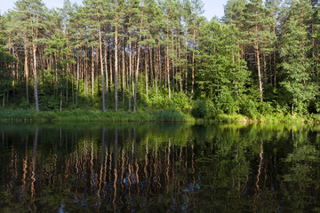 Obraz premium reflection of coniferous trees