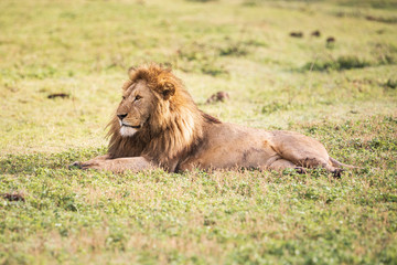 Obraz na płótnie Canvas Male Lion Lying Down on the Grass and Looking to the Side