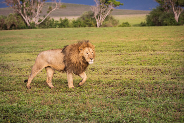 Large Male Lion Walking Across the Grass in the Ngorongoro Crater in Tanzania.