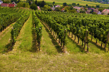 Fototapeta na wymiar Southern Europe. Rows of vines in a vineyard.