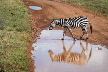 Plains Zebra Walking Across a Puddle on a Dirt Road, with Reflection