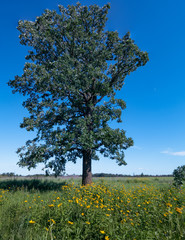 Fototapeta na wymiar Prairie Tree