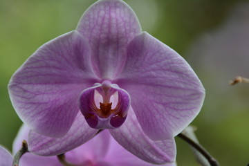 Orchidee