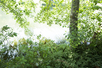 Park of Pateira de Fermentelos,Portugal.