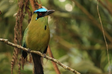 Momotus aequatorialis (soledad) 3