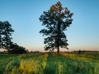 Fototapeta premium Sunset Light into Great Tree