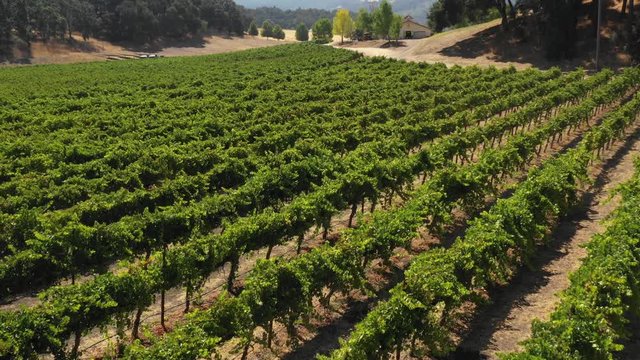 Vineyard Paso Robles California aerial backward