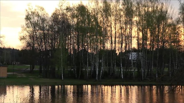 The reflection of birch forest and sunset sky in the water